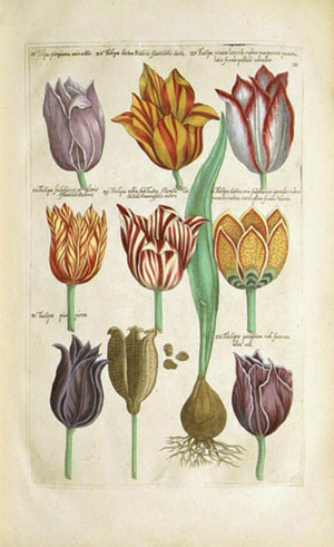 stampa antica di swertius con tulipani